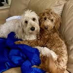 Cindy Martinelli Eisler - @ceisler1965 - Instagram