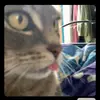 Toni - @mascheroni - TikTok