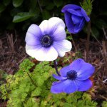 Cindy mathews - @merry_stems - Instagram