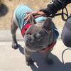 cindymaxey803 - @pitbulls541 - TikTok