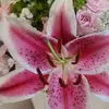 Cindy White McMann - @cindy.white.mcman - TikTok
