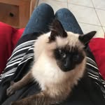 Cindy Mercer Ogier - @chat0607 - Instagram