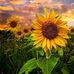 Cindy Montgomery - Facebook