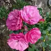 Cindy Moody - @cindy.moody7 - TikTok