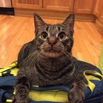 Cindy Morley - @morley9600 - Instagram