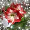 cindymosher489 - @cindymosher489 - TikTok