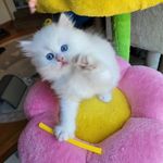 Cindy Mosier - @_primpersians - Instagram