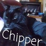 Cindy Mosier - @chipperthechoclatecat - Instagram