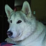 Cindy Mullins - @cindymullinswolf - Instagram