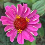 Cindy Green Gwin - @cindyneeley - Instagram
