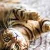 NormanCindyzXCbb - @normancindyzxcbb - TikTok