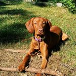 Mila of Oldham - @mila_cinnamon_cindy_of_oldham - Instagram
