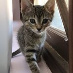 Cindy Oswald - @purrr_babies - Instagram
