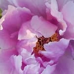 Cindy Pendergast - @cindy.pendergast.9 - Instagram