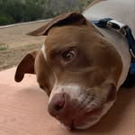 Cindy Piper - @allamericanpitbrody - Instagram