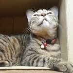 Coco,Cindy,Piper,Phebe,Oreo - @fluffybeans_meows - Instagram