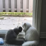 Winston Cindy Piper Oliver - @winstoncindy_piper - Instagram