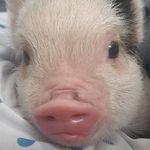 Cindy Prather Newman - @missmagnoliathepiggy - Instagram