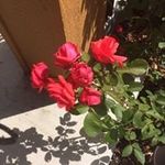 Cindy Ries-Snyder - @cindyriessnyder - Instagram