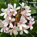Cindy Riley - @hawaiiinmyheart - Instagram