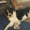Cindy Rivas - @cindykrivas60 - TikTok