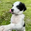 Cindy Roach - @finnpupper - TikTok