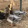 cindyroach625 - @cindyroach625 - TikTok