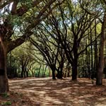 Cindy Royster - @welcometoliveoaklane - Instagram