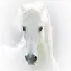 cindyschwier - @cindyschwier - TikTok