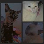 cindy,lupita,serafina - @as_gatas_cls - Instagram