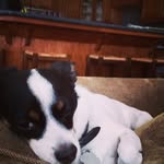 Cindy Shafer - @shafer4397 - Instagram