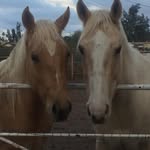 Cindy Smart - @csmart_equine_services - Instagram
