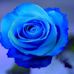 Cindy Sousa - Facebook