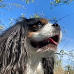 Chico - @cindy_steenkamp - Instagram