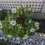 Cindy Stevens - @cindystevens3445 - Instagram
