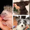 Cindy Wilkewitz - @cindystierhilfe - TikTok