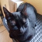 Cindys_Tierwelt_Sprueche🖤 - @cindys_tierwelt_sprueche - Instagram