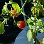 Tower Gardens Cindy Cohen RN - @towergardenscindycohenrn - Instagram