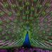 Cindy Vrabel - Facebook