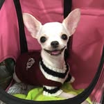 Cindy Vuong - @cindy_vuong - Instagram