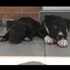 cindyvuong775 - @cindyvuong775 - TikTok