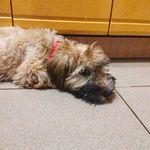 Синди - @cindy_wheaten_terrier - Instagram