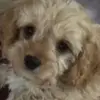Cindy Ceravolo Whelan - @madymoo6458 - TikTok