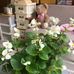 Cindy Whelan - Facebook