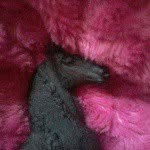 cindy whelan - @cindy_whelan_horse_lover - Instagram