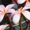 Cindy Wicks626 - @cindywicks2 - TikTok