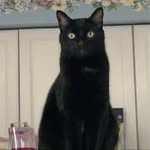 Cindy Wiseman - @catmom121617 - Instagram