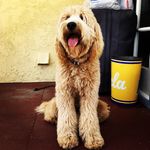 Cinnamon Rogers - @cinnamonthedoodle - Instagram