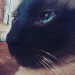 Ciro Rios - @cirothecatt - Instagram