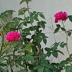 Cissy Thomas - Facebook